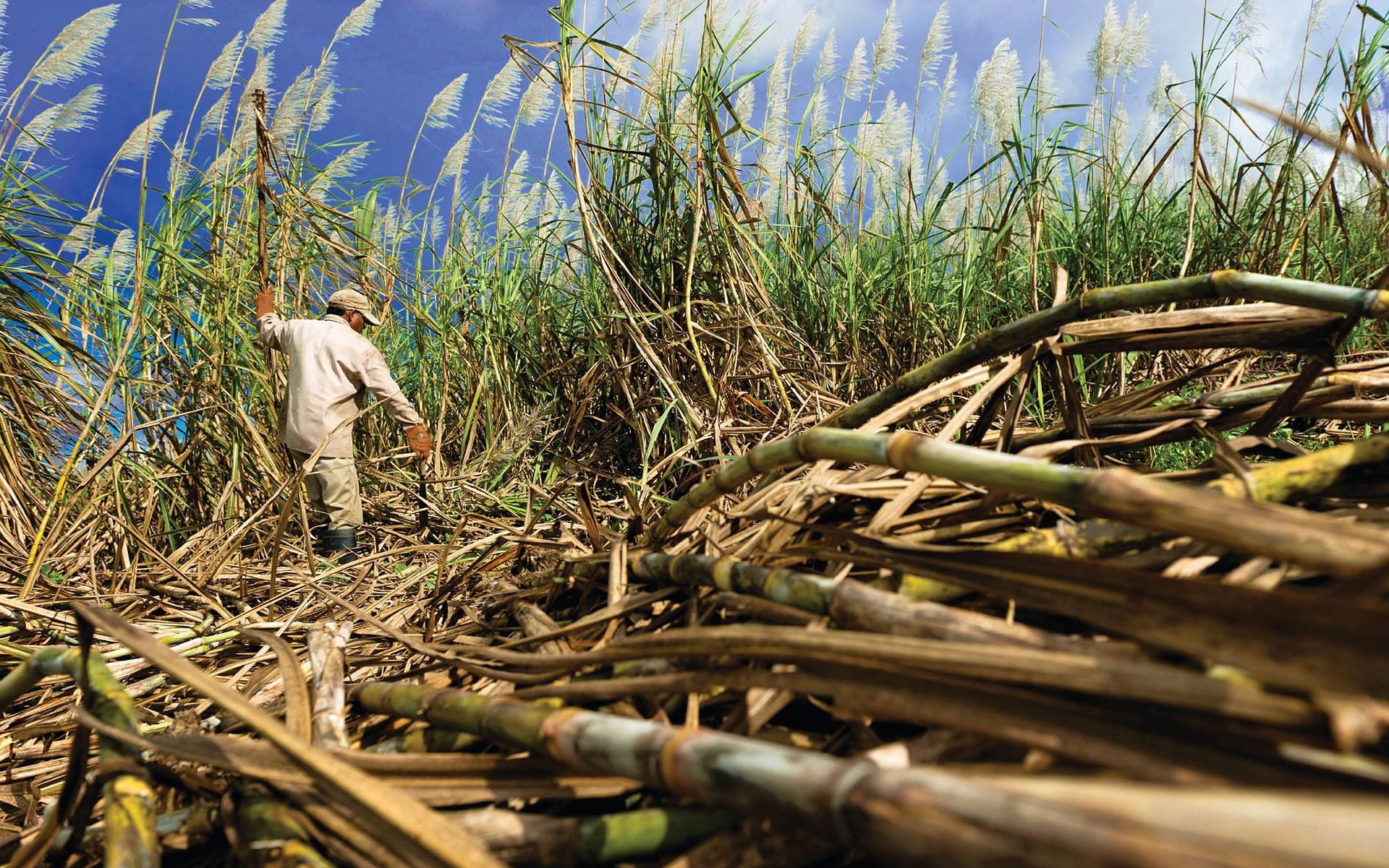 sugarcane harvest